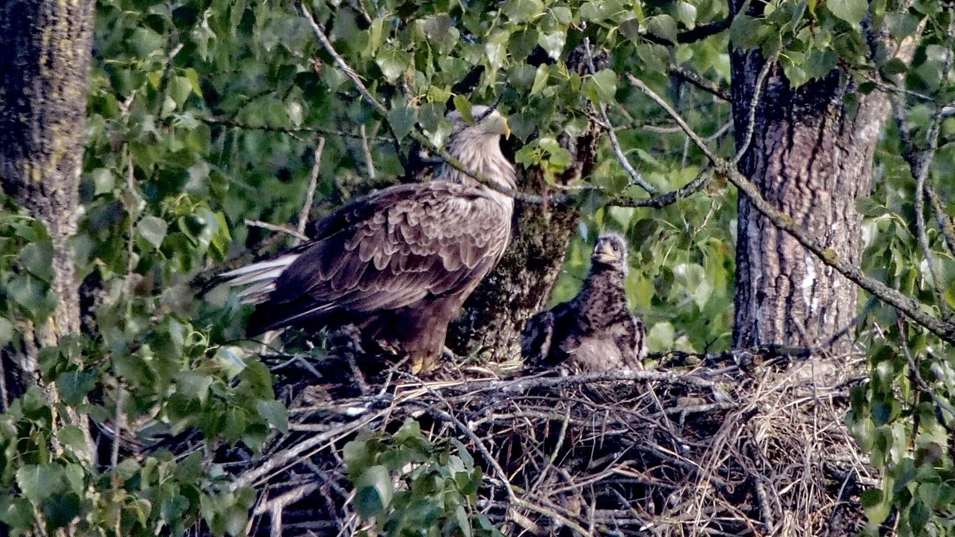 Seeadlernachwuchs am Burgsee