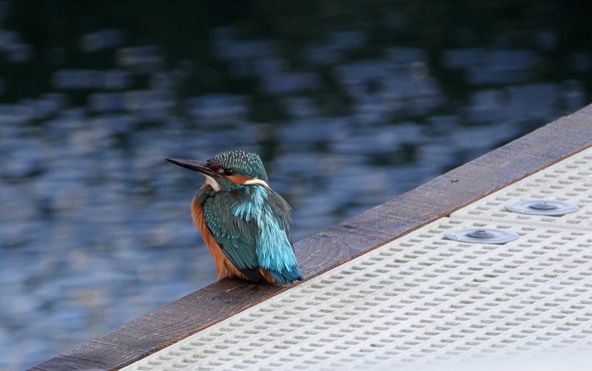 1 Eisvogel