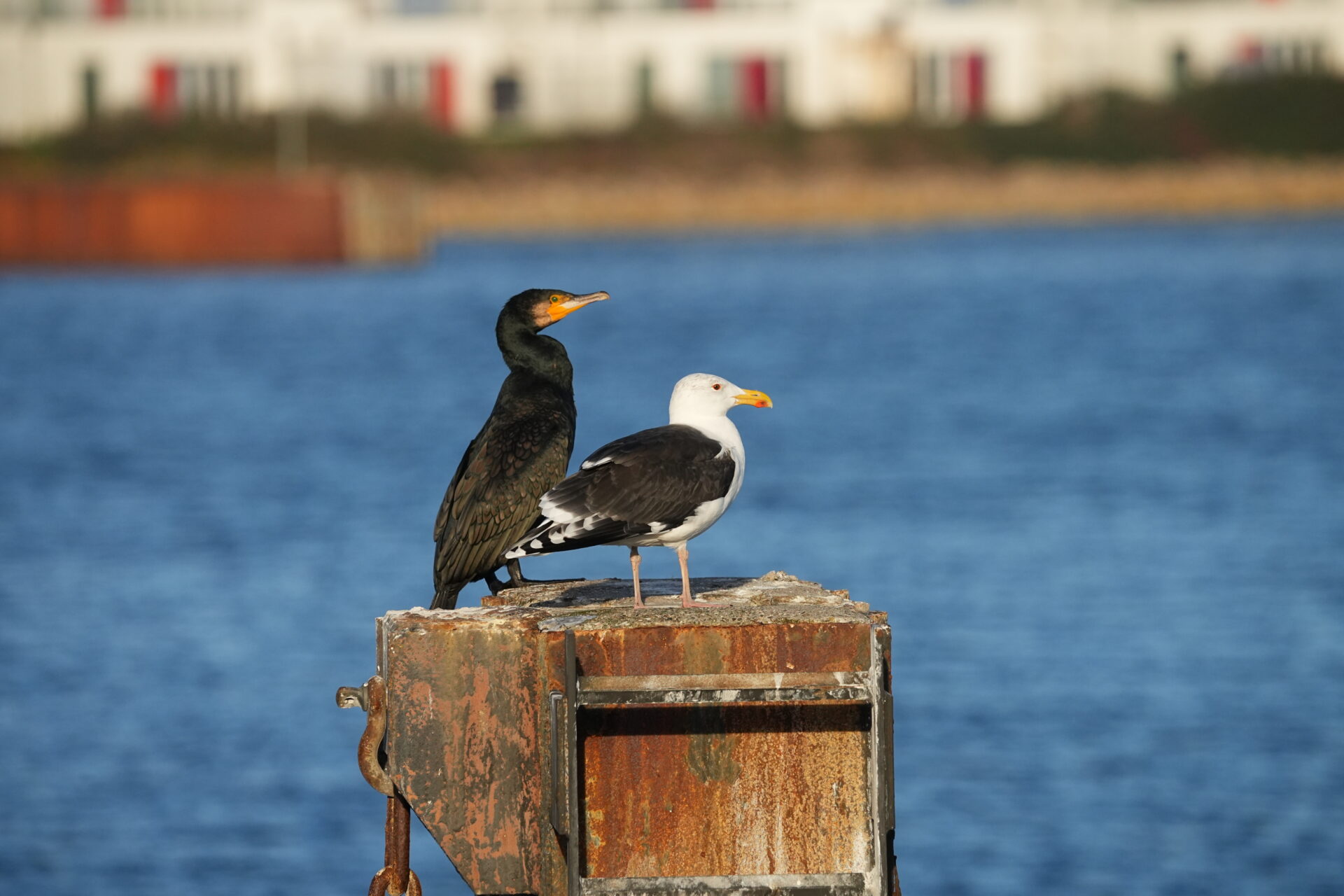 4 Mantelmöwe mit Kormoran