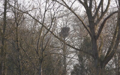 Drillinge in Thumby – zwei junge Seeadler flogen aus