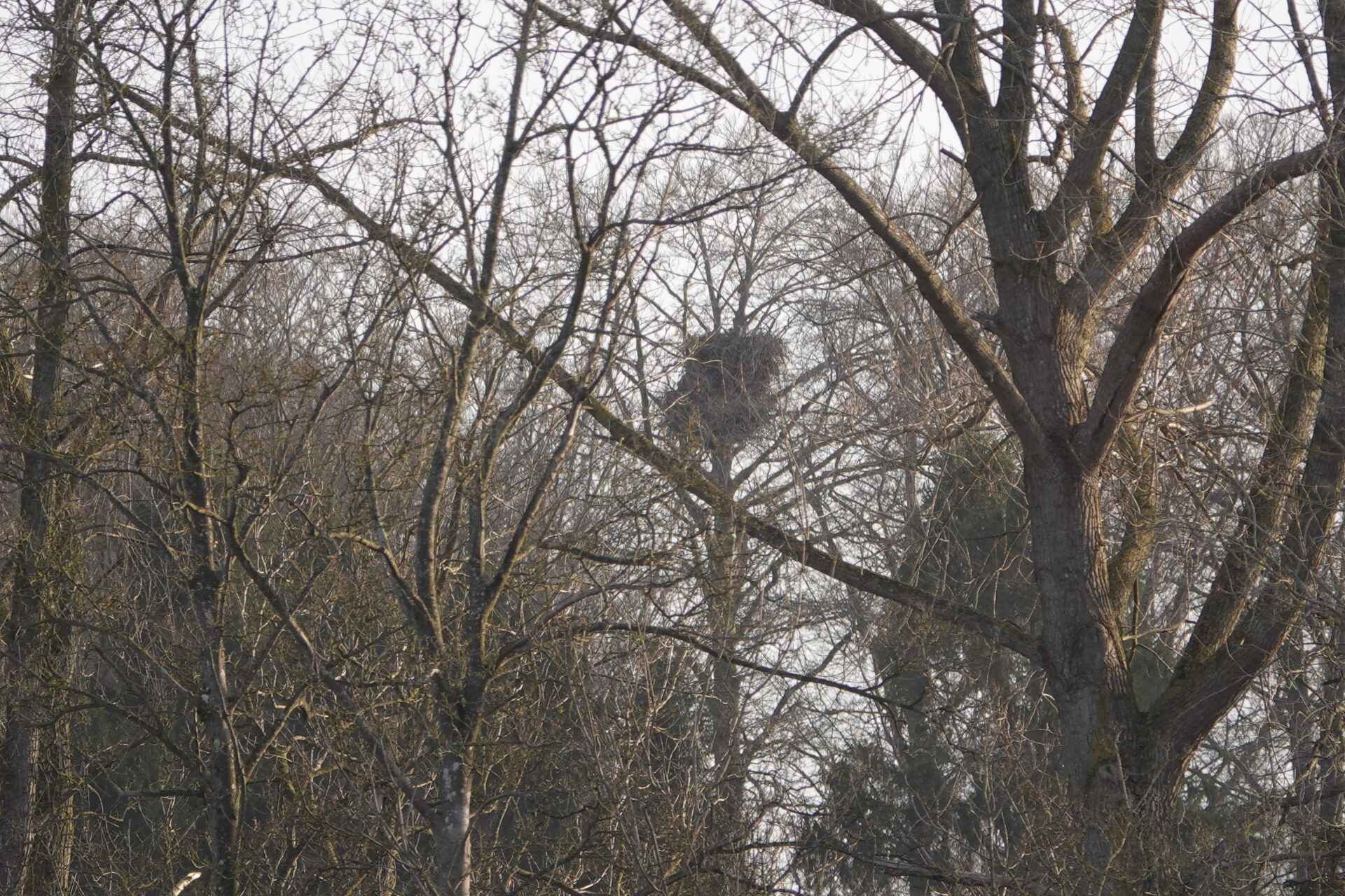 Drillinge in Thumby – zwei junge Seeadler flogen aus