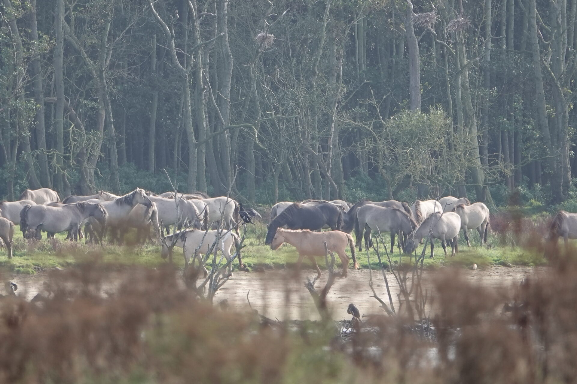 Koniks -Wildpferde in der Geltinger Birk