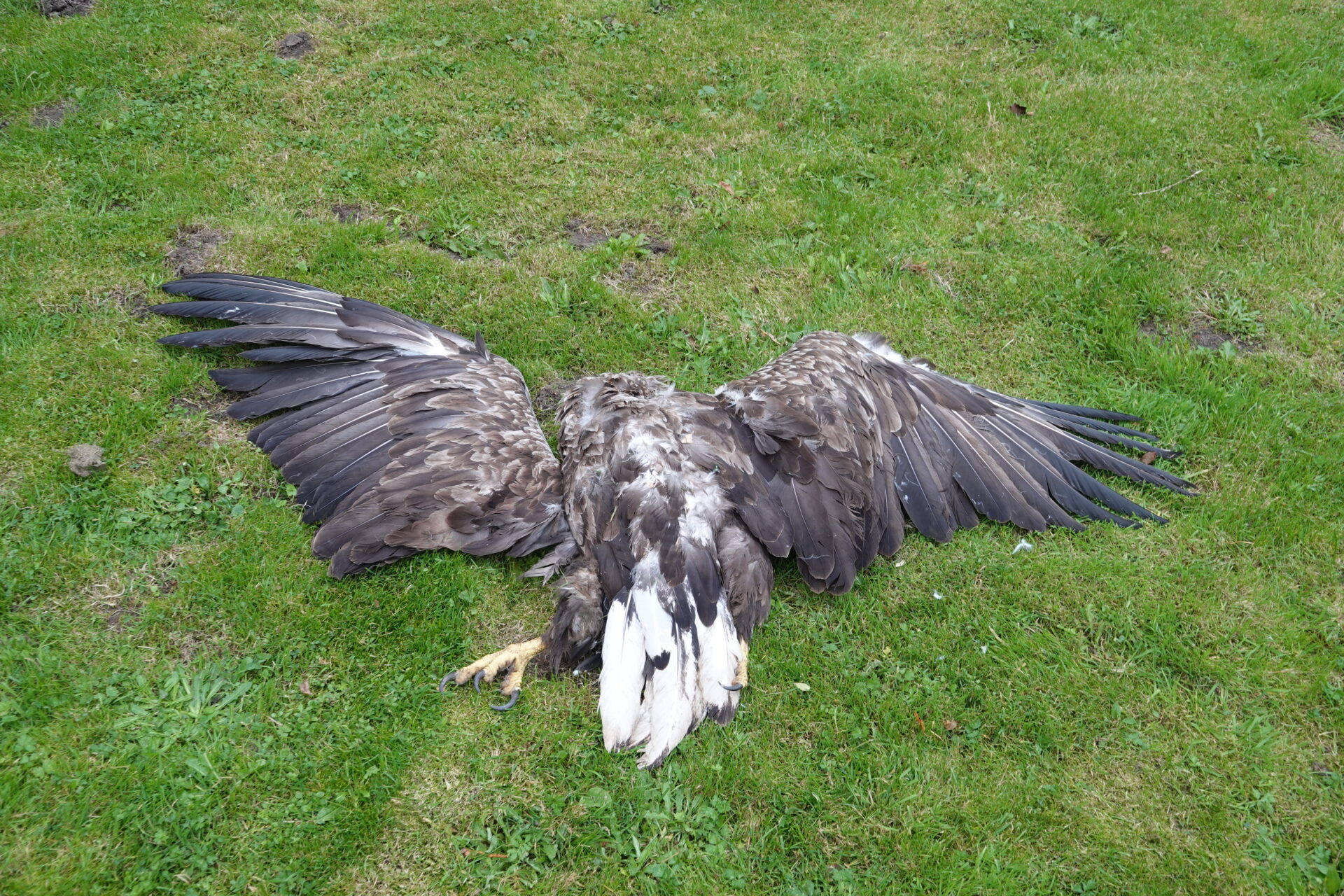 Wieder Seeadler vom Zug in Gettorf erfasst