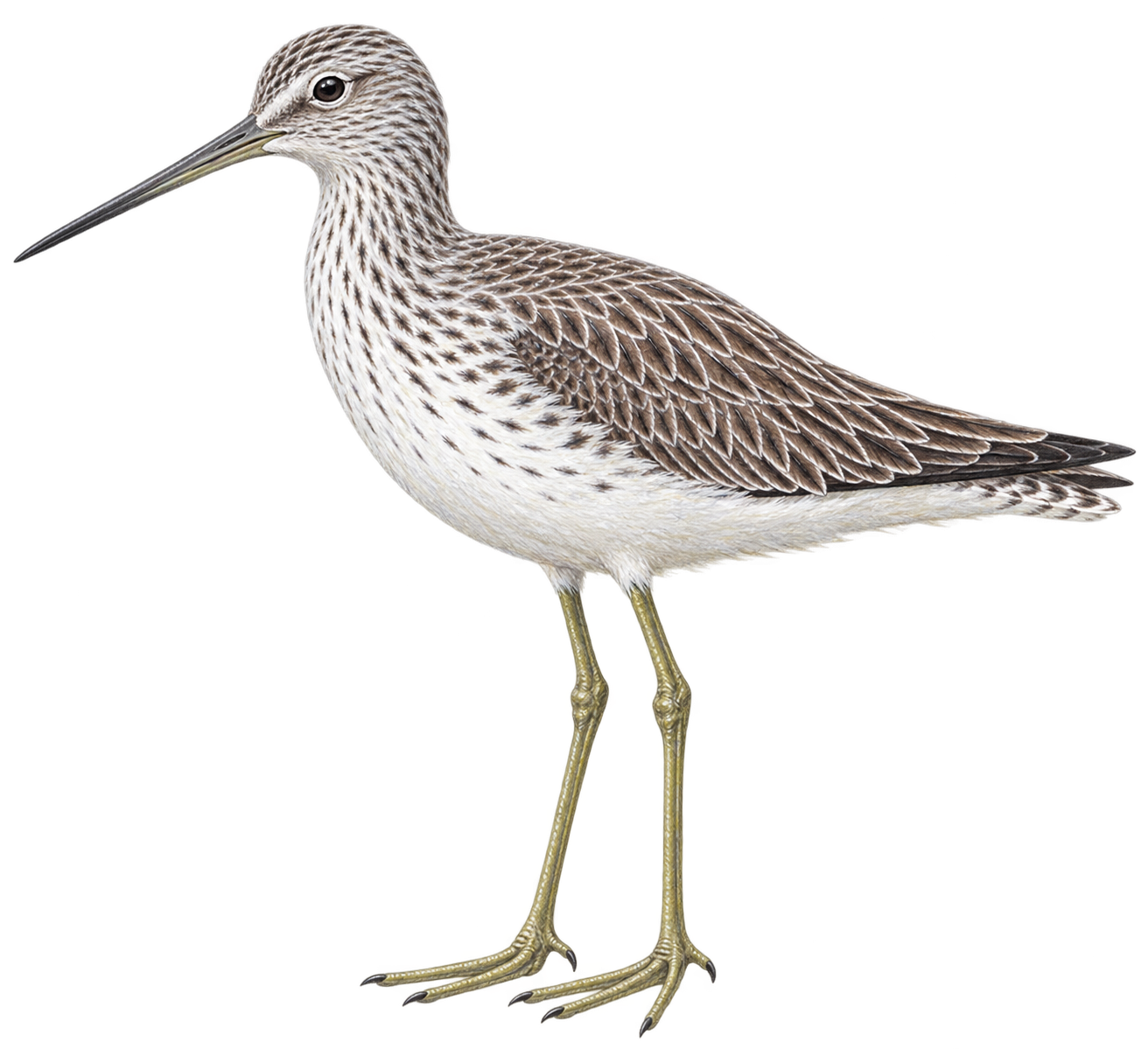 Grünschenkel (Tringa nebularia)