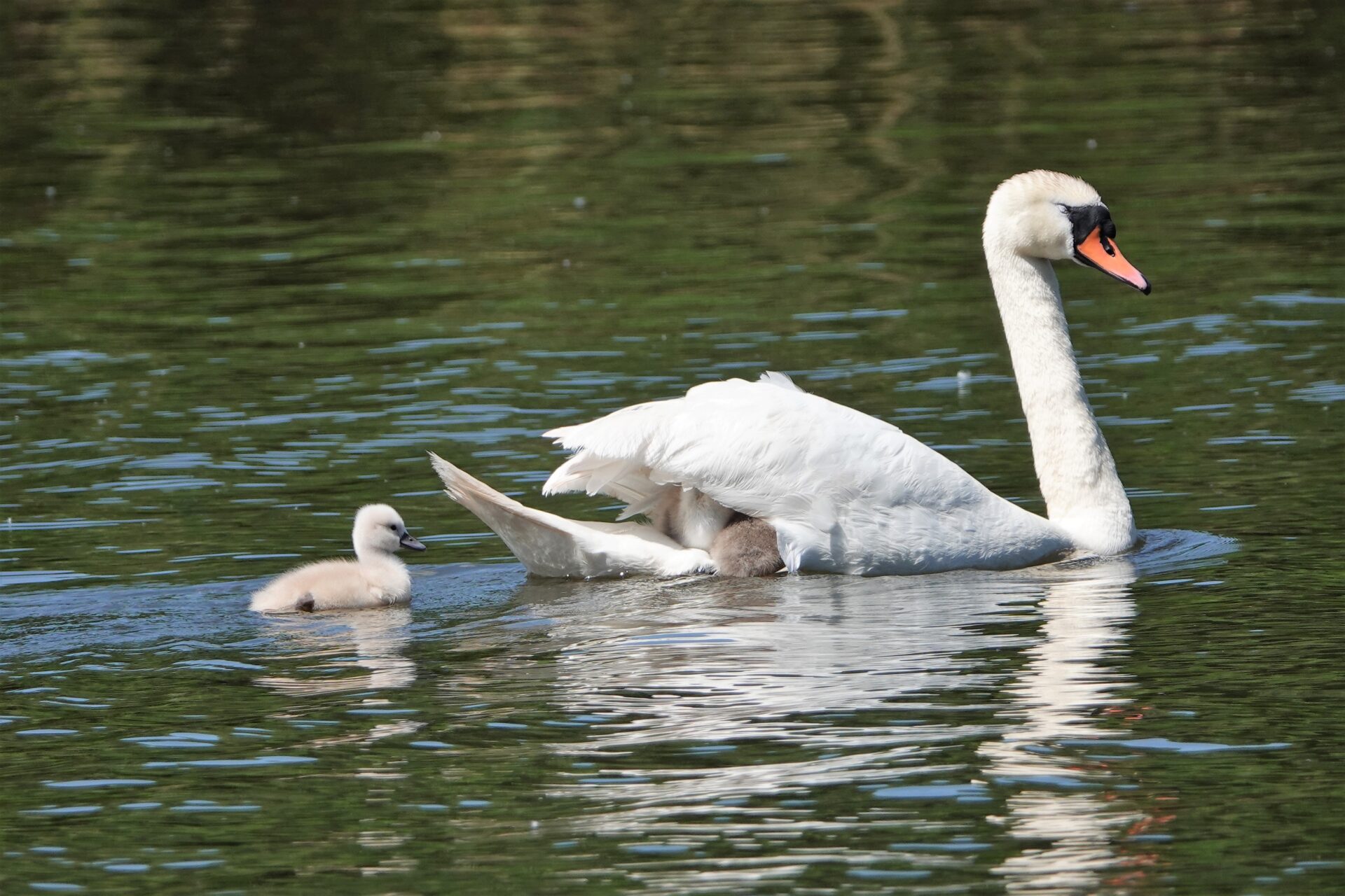 Schwanküken Burgsee2