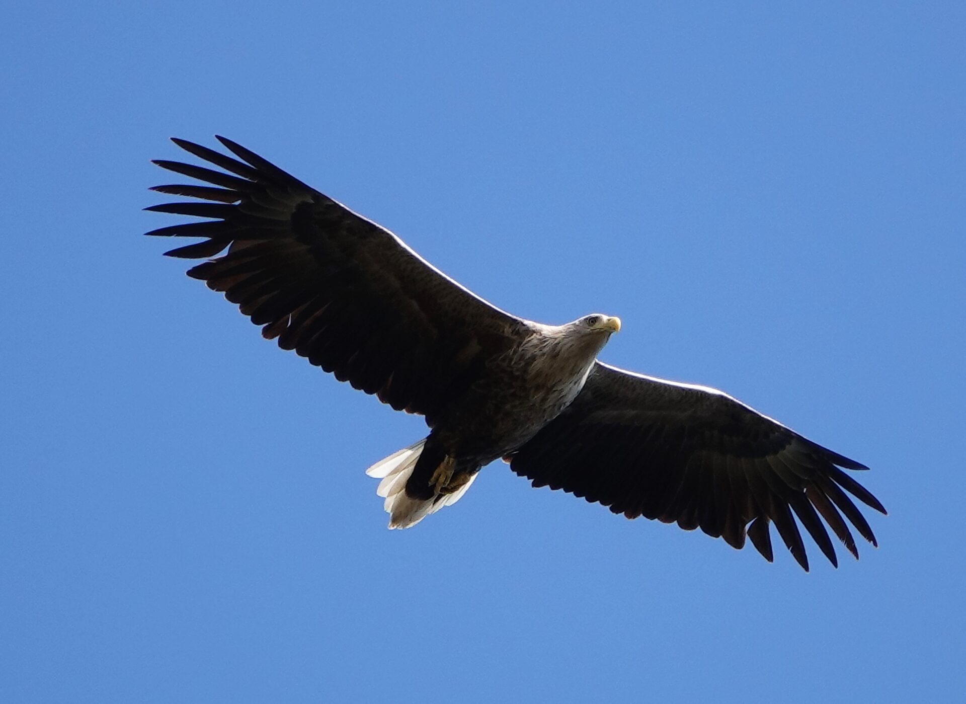 Seeadler Foto Frank Dreves