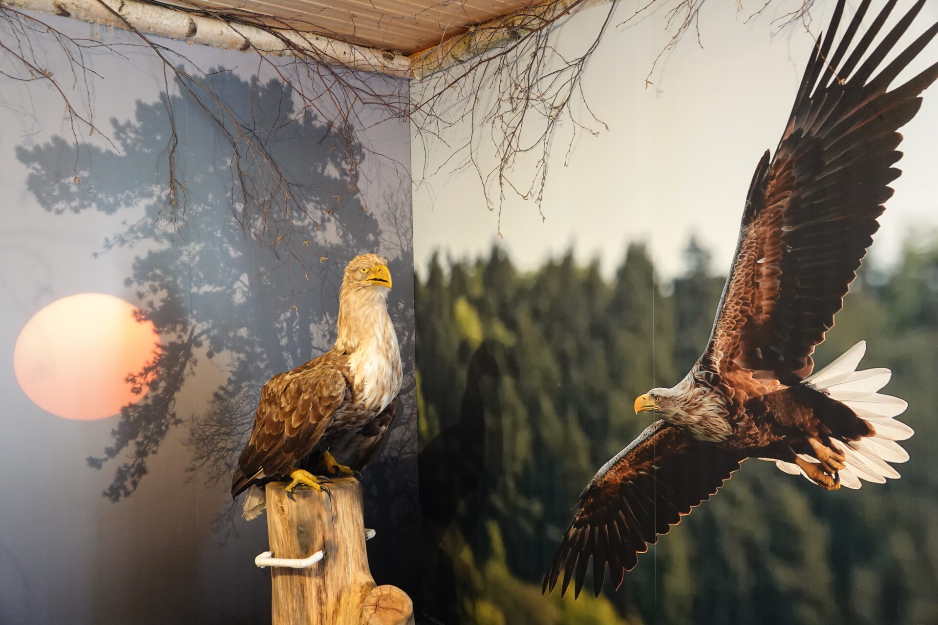 Seeadlerausstellung in Damp Foto Frank Dreves