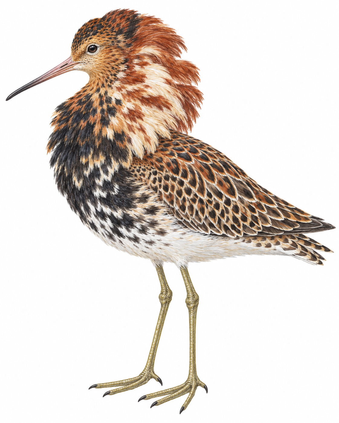 Kampfläufer (Calidris pugnax)