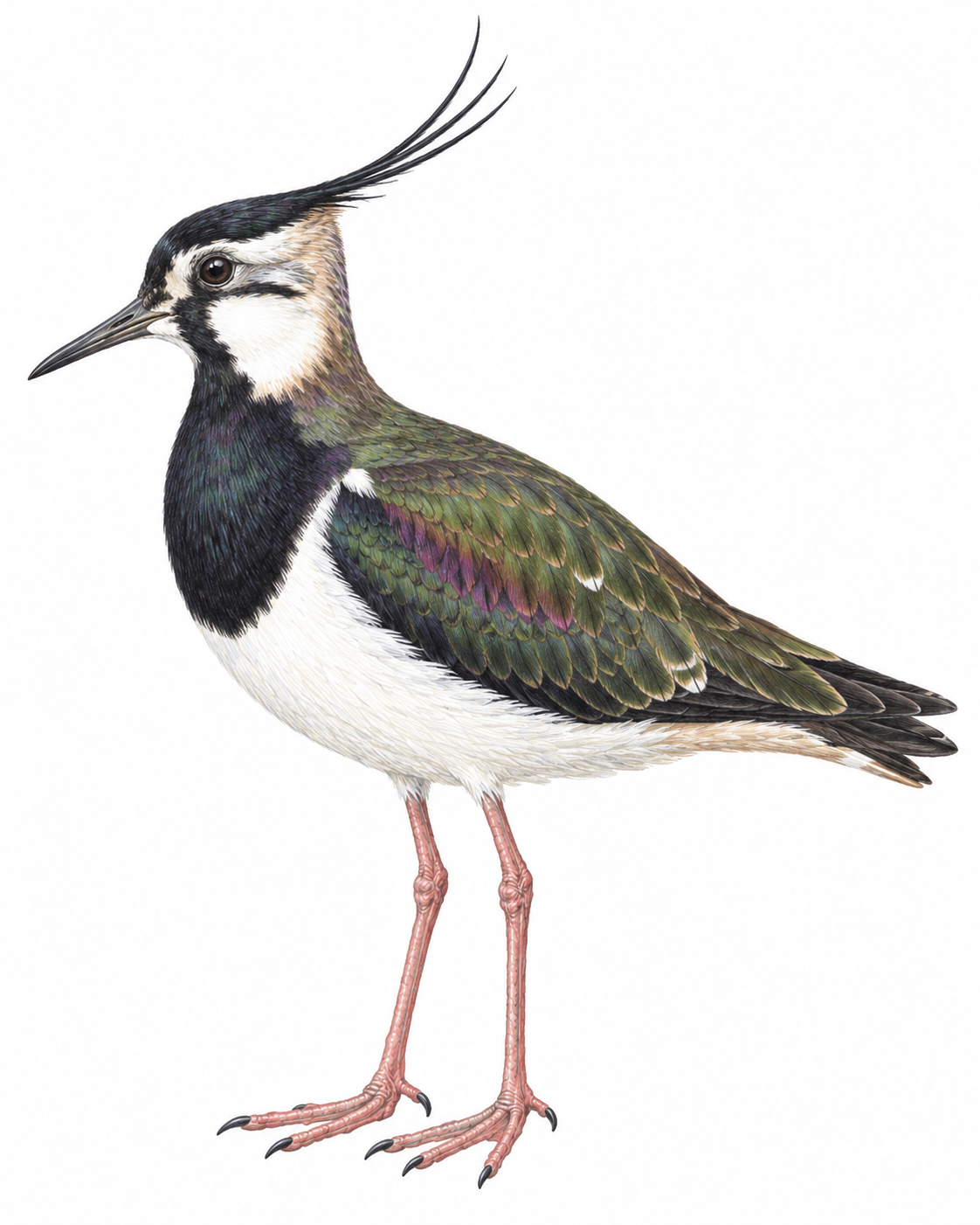 Kiebitz (Vanellus vanellus)