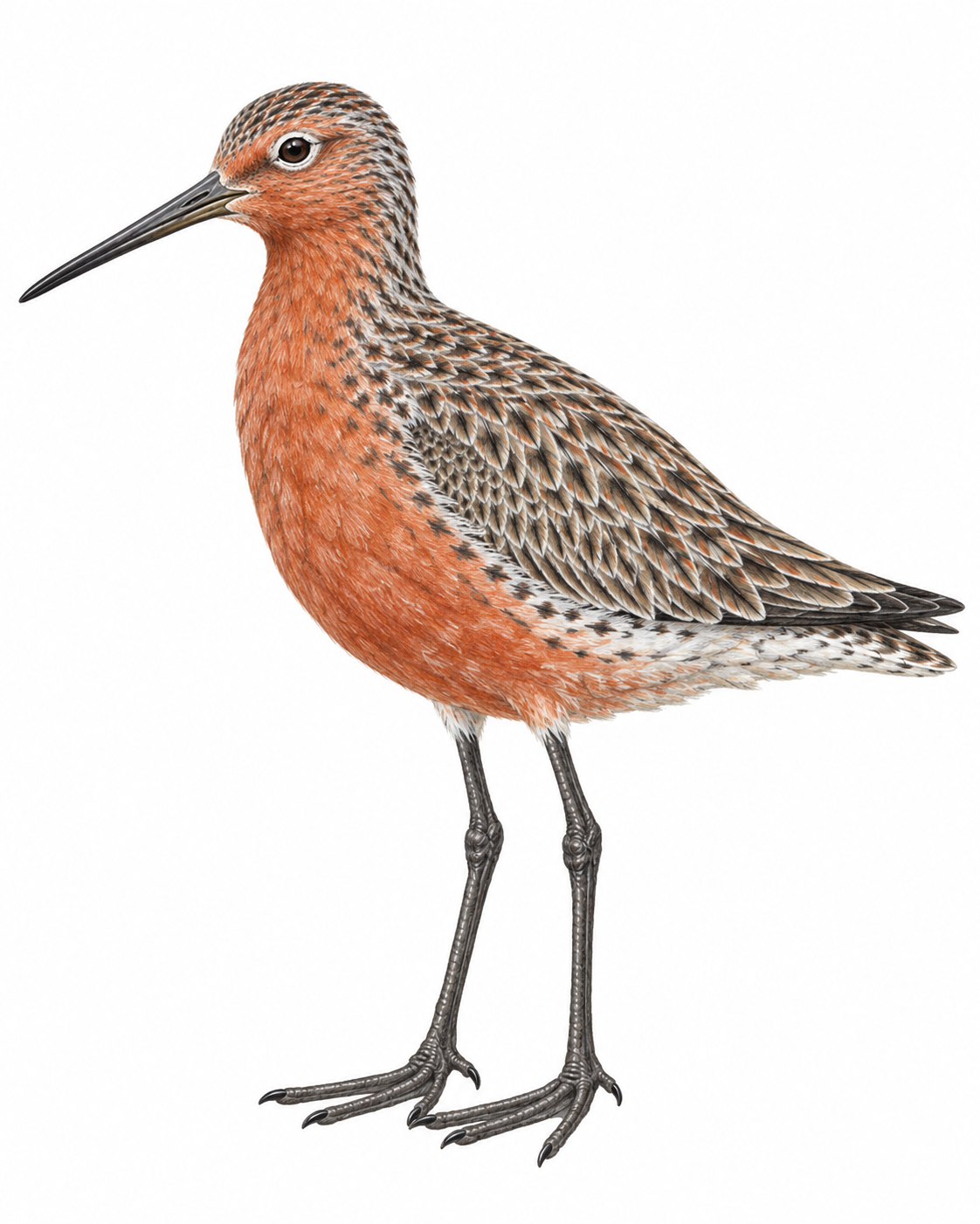 Knutt (Calidris canutus)