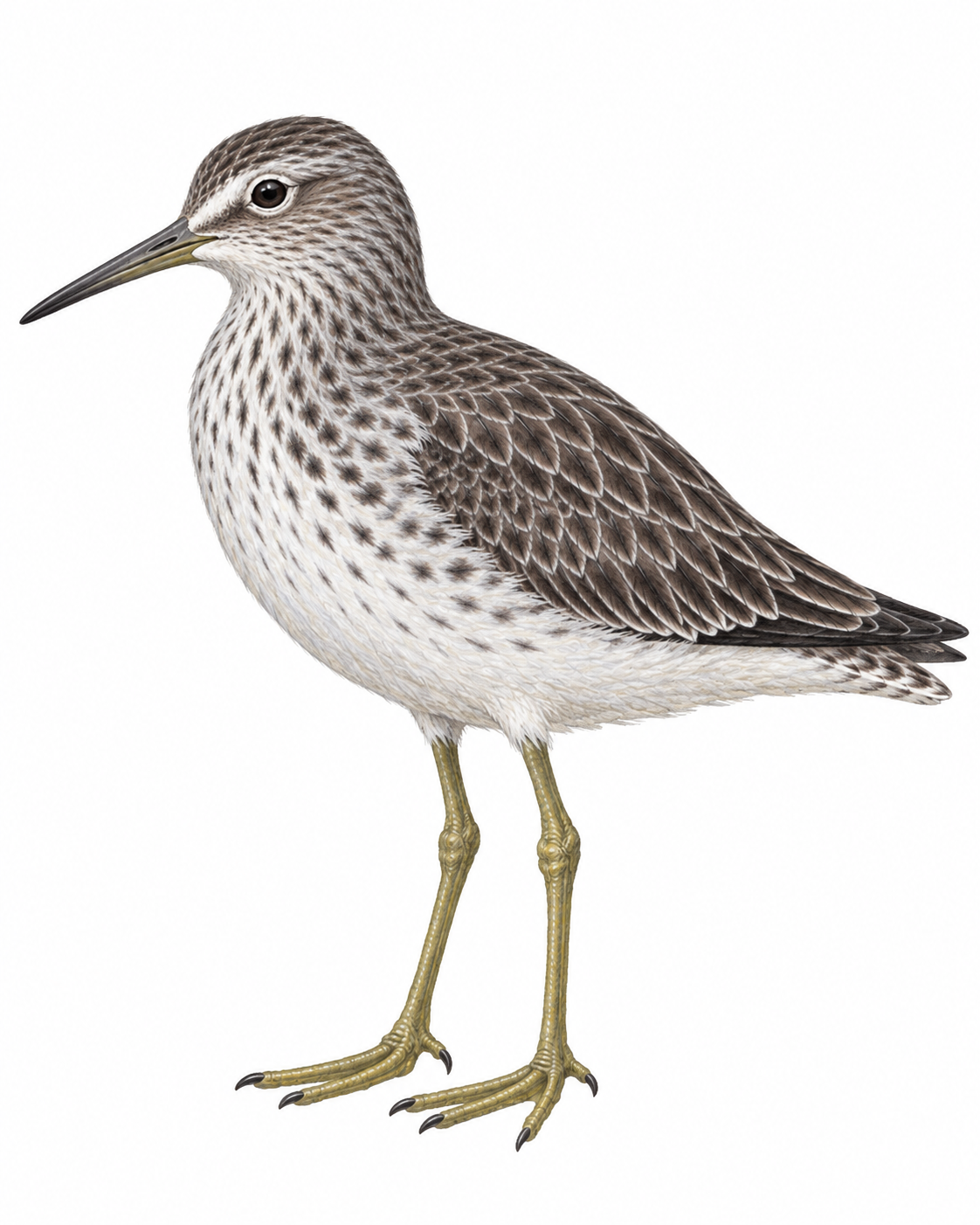 Meerstrandläufer (Calidris maritima)