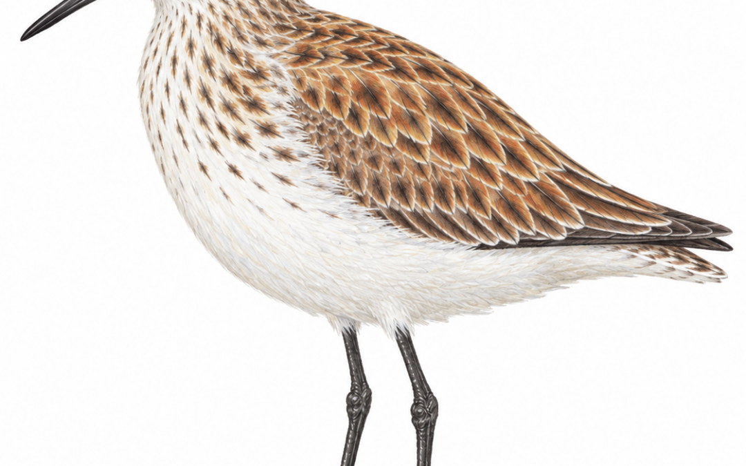 Zwergstrandläufer (Calidris minuta)
